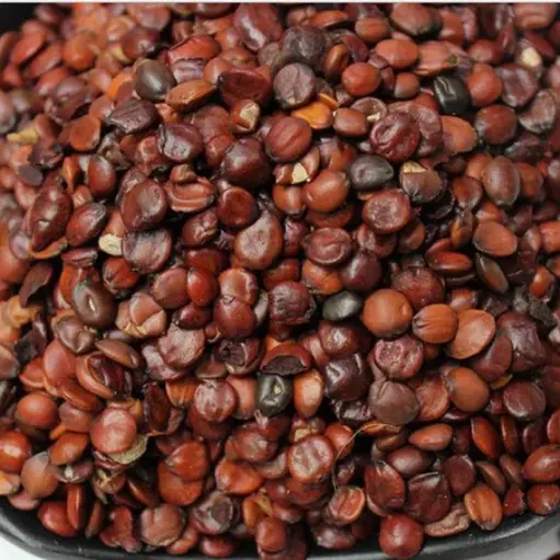 酸棗仁（Suan Zao Ren）– 棗仁